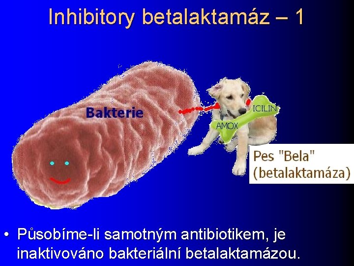 Inhibitory betalaktamáz – 1 • Působíme-li samotným antibiotikem, je inaktivováno bakteriální betalaktamázou. 