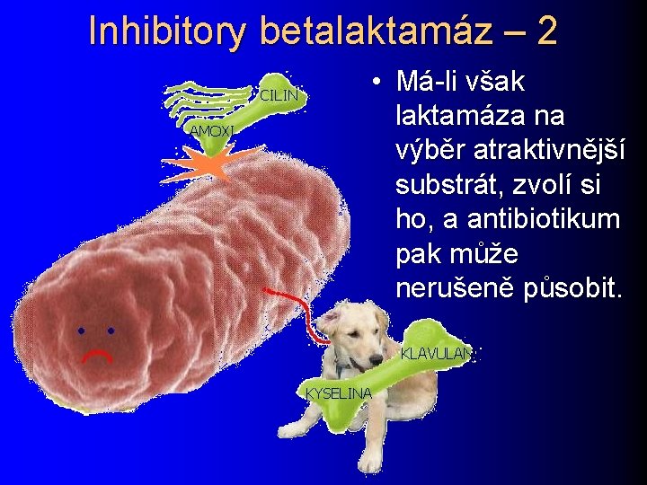 Inhibitory betalaktamáz – 2 • Má-li však laktamáza na výběr atraktivnější substrát, zvolí si