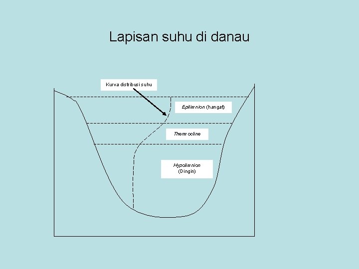 Lapisan suhu di danau Kurva distribusi suhu Epilimnion (hangat) Thermocline Hypolimnion (Dingin) 