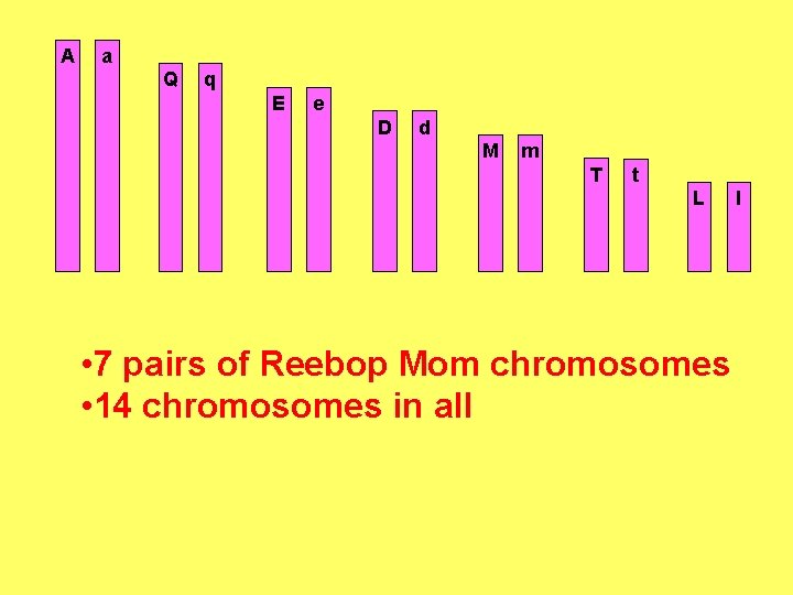 A a Q q E e D d M m T t L •