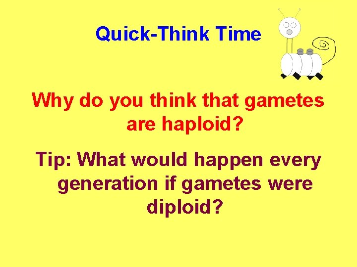 Quick-Think Time Why do you think that gametes are haploid? Tip: What would happen