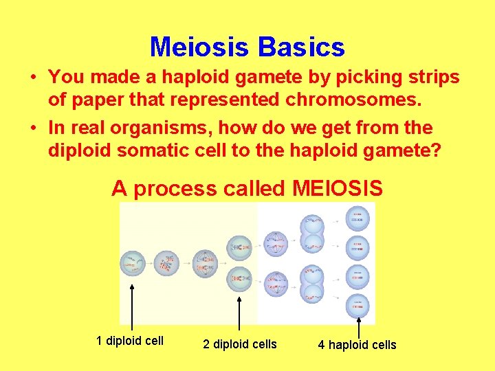 Meiosis Basics • You made a haploid gamete by picking strips of paper that