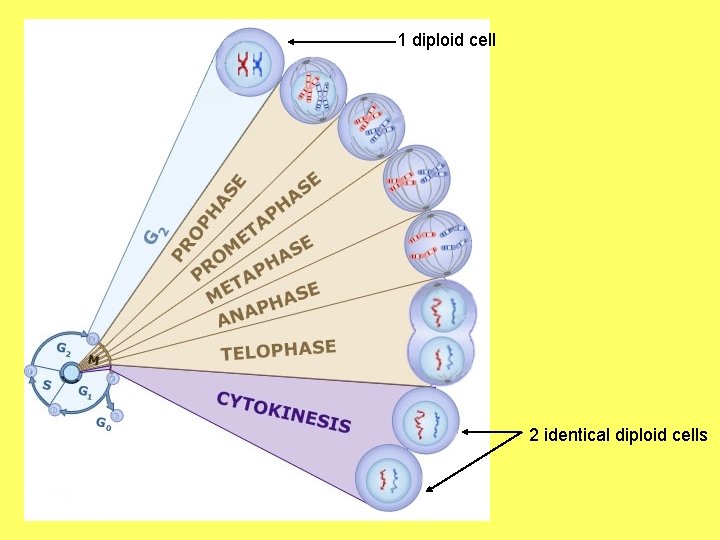 1 diploid cell 2 identical diploid cells 