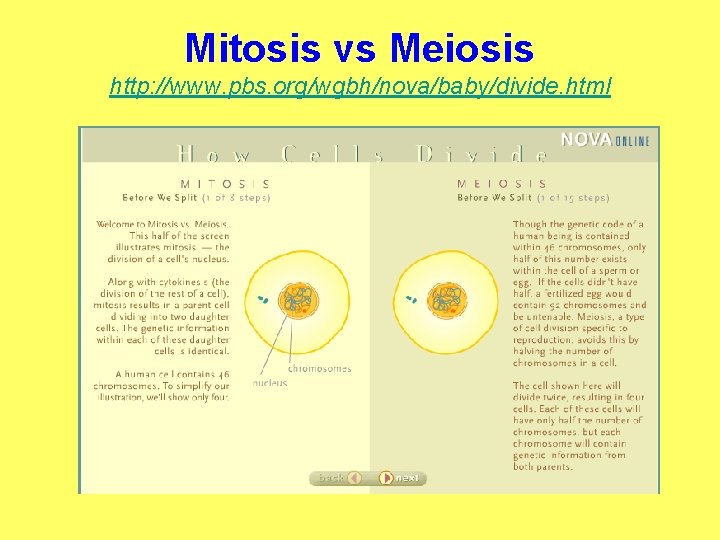 Mitosis vs Meiosis http: //www. pbs. org/wgbh/nova/baby/divide. html 