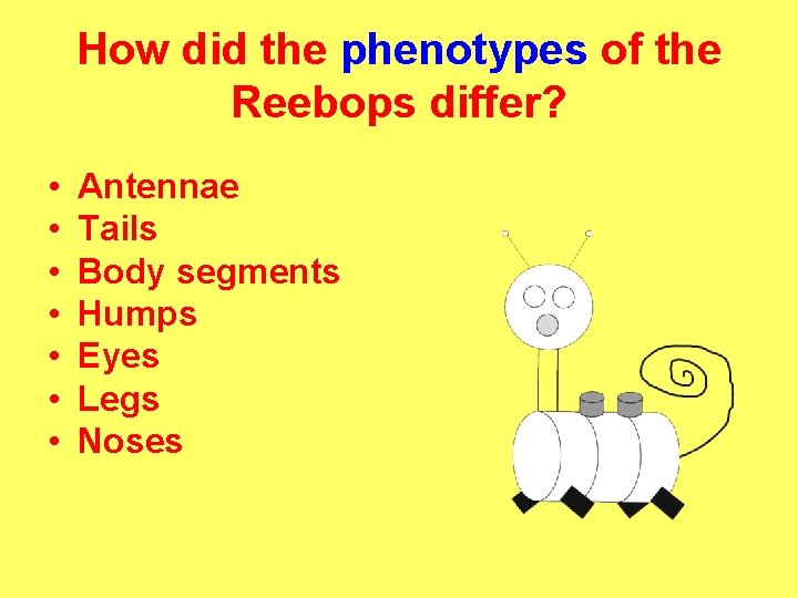 How did the phenotypes of the Reebops differ? • • Antennae Tails Body segments