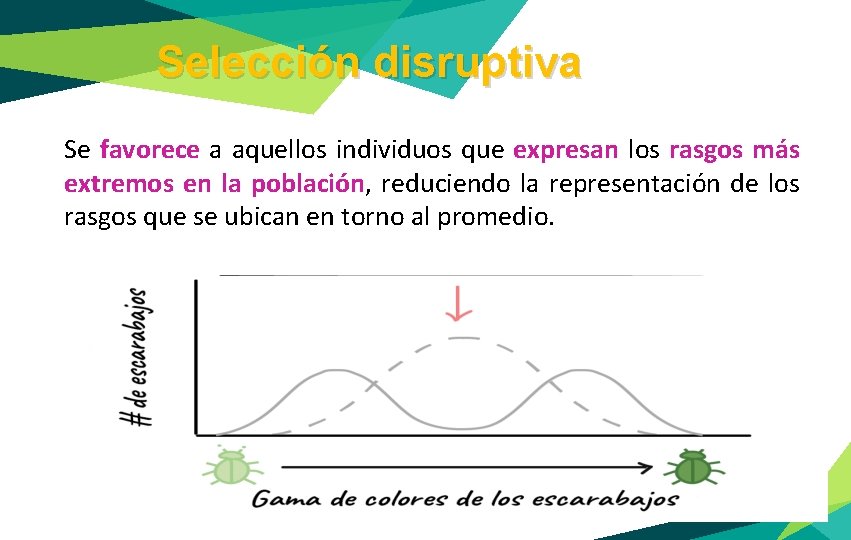 Selección disruptiva Se favorece a aquellos individuos que expresan los rasgos más extremos en