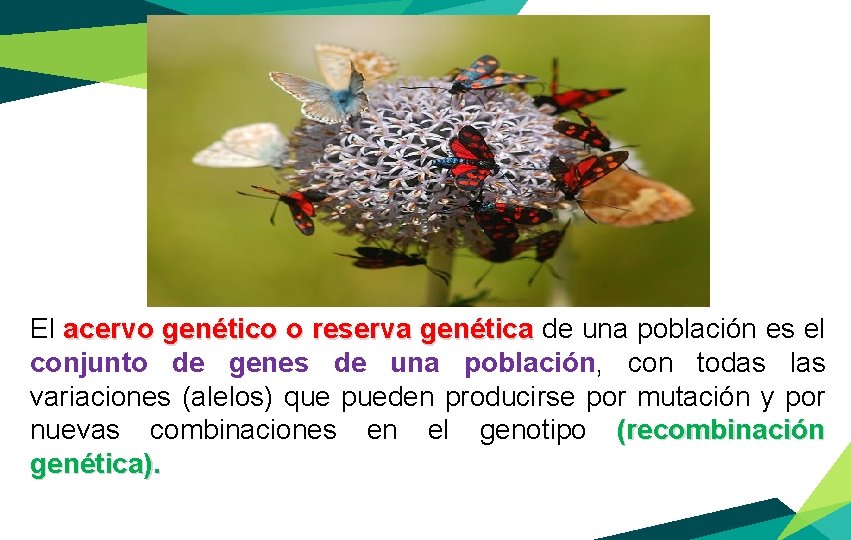 El acervo genético o reserva genética de una población es el conjunto de genes