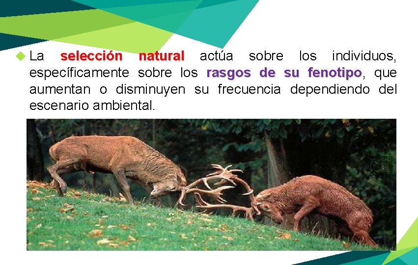 ◆ La selección natural actúa sobre los individuos, específicamente sobre los rasgos de su