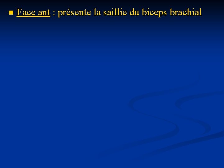 n Face ant : présente la saillie du biceps brachial 