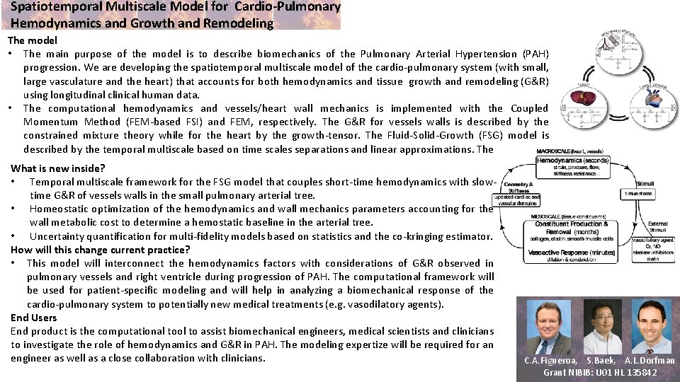 Spatiotemporal Multiscale Model for Cardio-Pulmonary Hemodynamics and Growth and Remodeling The model • The