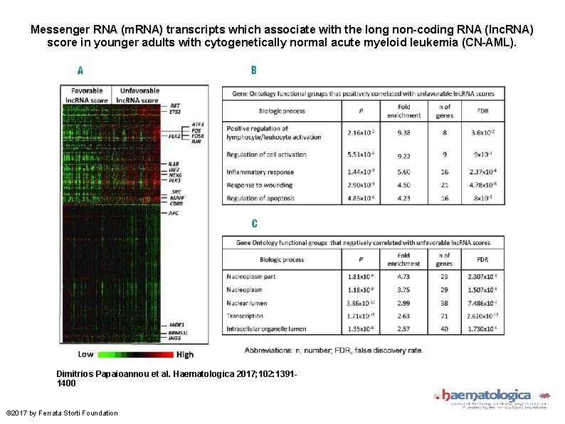 Messenger RNA (m. RNA) transcripts which associate with the long non-coding RNA (lnc. RNA)