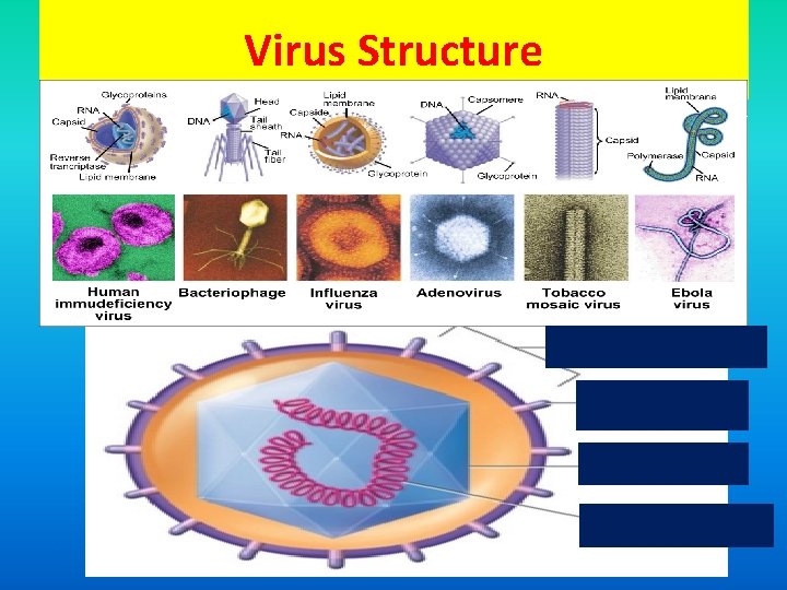 Virus Structure 