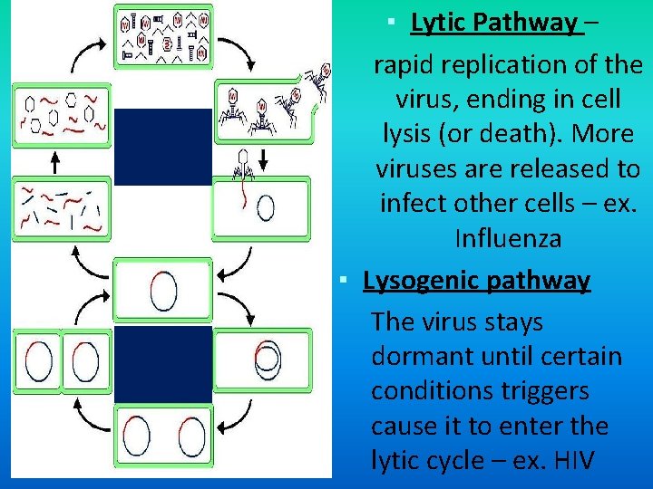 ▪ Lytic Pathway – rapid replication of the virus, ending in cell lysis (or