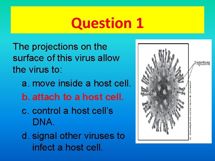 Question 1 The projections on the surface of this virus allow the virus to: