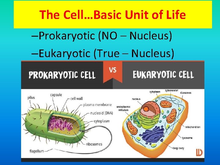 The Cell…Basic Unit of Life –Prokaryotic (NO – Nucleus) –Eukaryotic (True – Nucleus) 