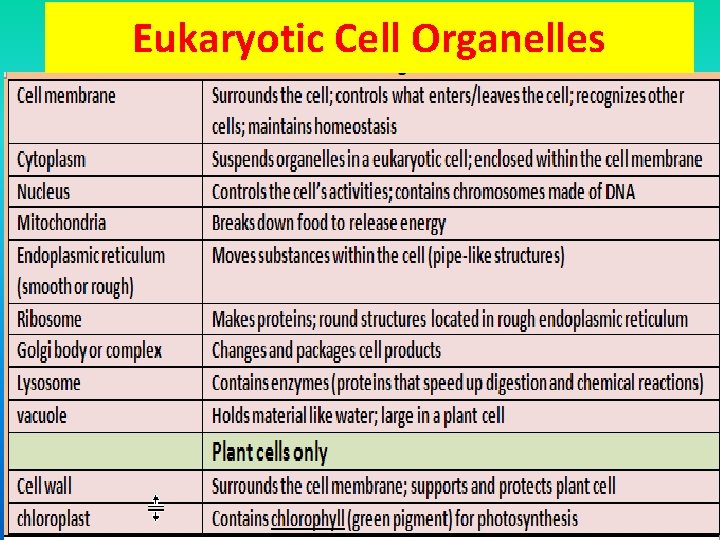 Eukaryotic Cell Organelles 