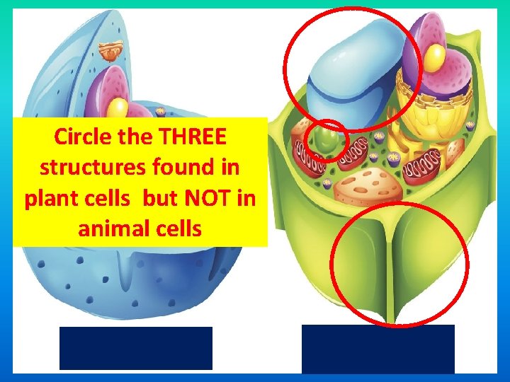 Circle the THREE structures found in plant cells but NOT in animal cells 