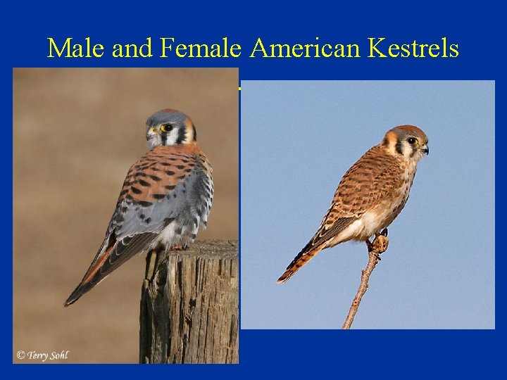 Male and Female American Kestrels 