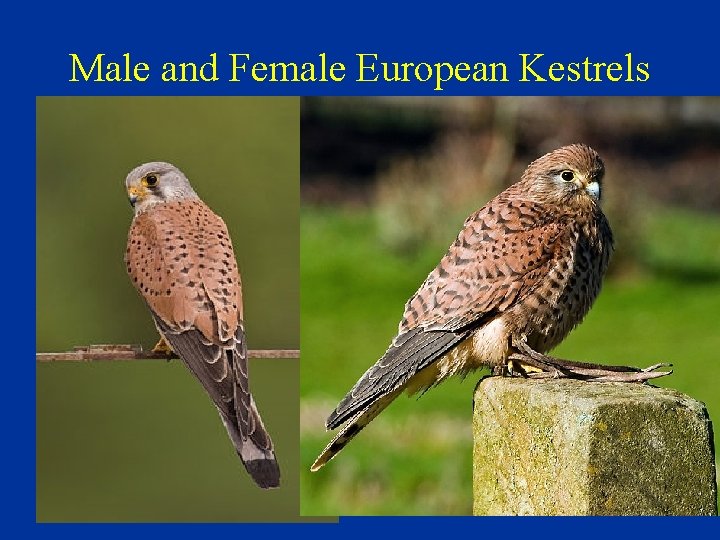 Male and Female European Kestrels 