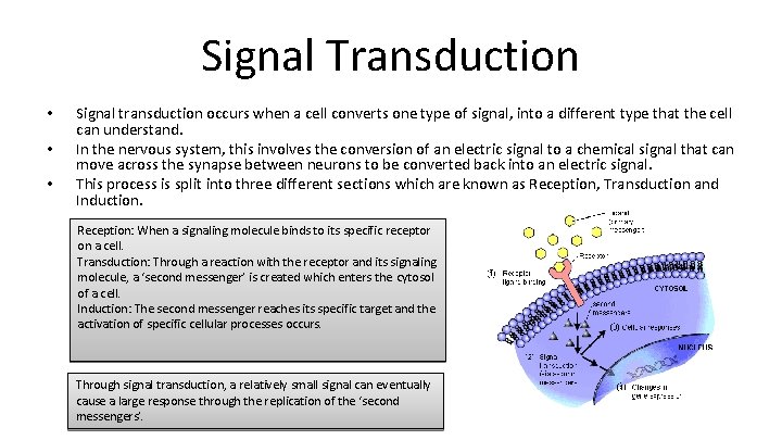 Signal Transduction • • • Signal transduction occurs when a cell converts one type