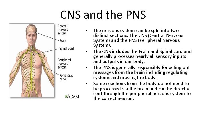 CNS and the PNS • • The nervous system can be split into two