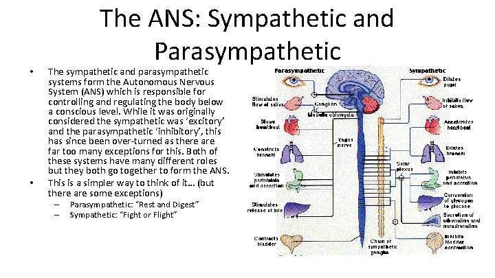  • • The ANS: Sympathetic and Parasympathetic The sympathetic and parasympathetic systems form
