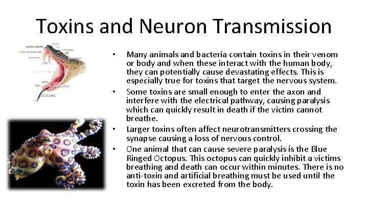 Toxins and Neuron Transmission • • Many animals and bacteria contain toxins in their