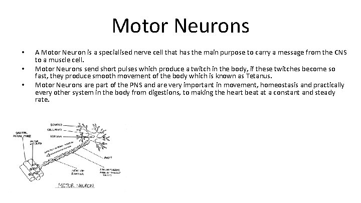 Motor Neurons • • • A Motor Neuron is a specialised nerve cell that