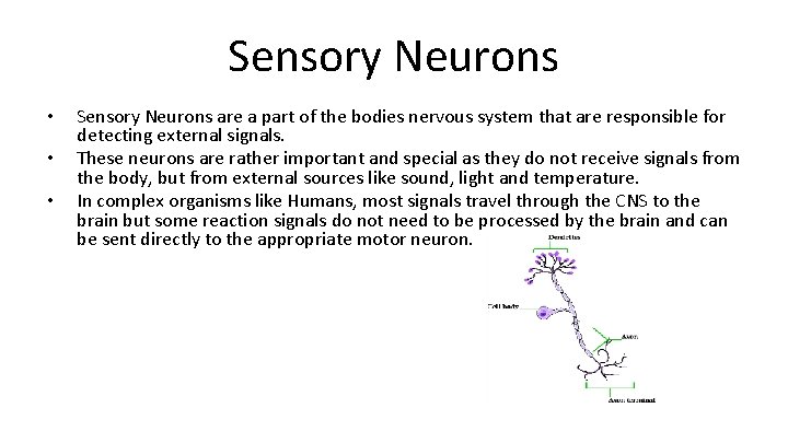 Sensory Neurons • • • Sensory Neurons are a part of the bodies nervous