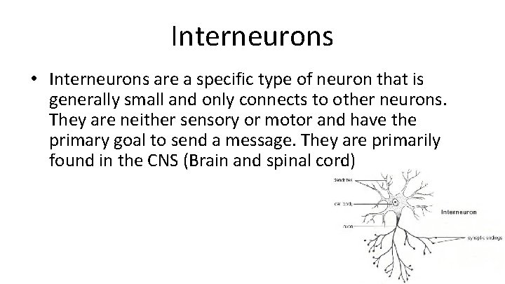 Interneurons • Interneurons are a specific type of neuron that is generally small and