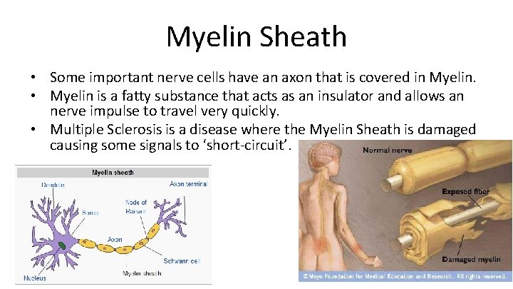 Myelin Sheath • Some important nerve cells have an axon that is covered in