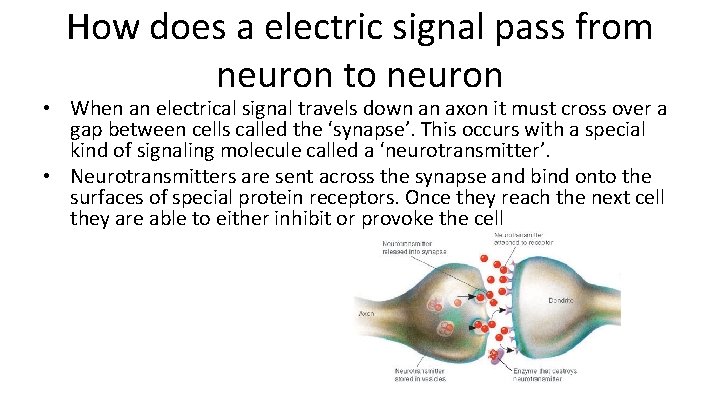 How does a electric signal pass from neuron to neuron • When an electrical