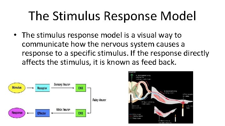 The Stimulus Response Model • The stimulus response model is a visual way to