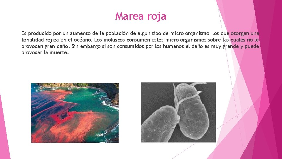 Marea roja Es producido por un aumento de la población de algún tipo de