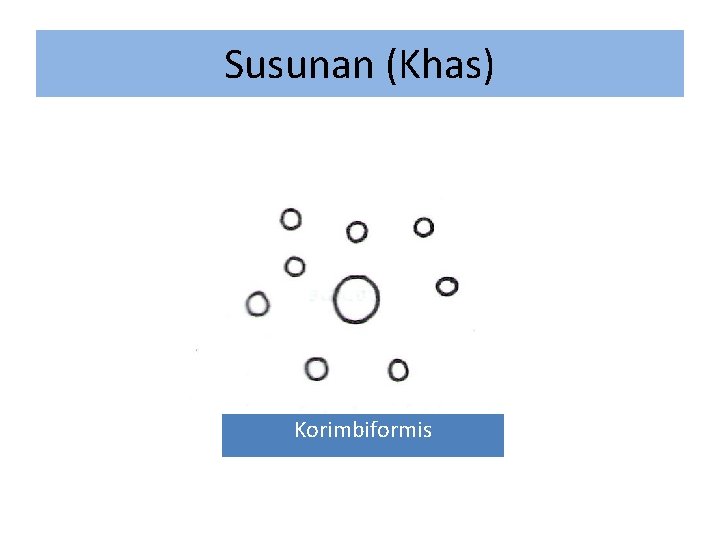 Susunan (Khas) Korimbiformis 