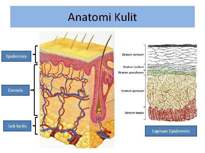 Anatomi Kulit Epidermis Dermis Sub kutis Lapisan Epidermis 