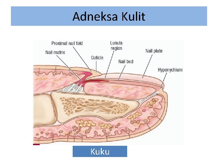 Adneksa Kulit Kuku 
