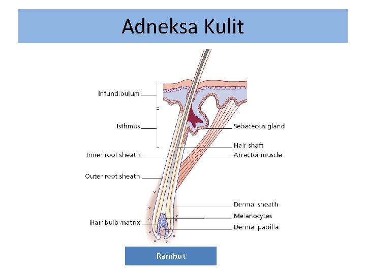 Adneksa Kulit Rambut 