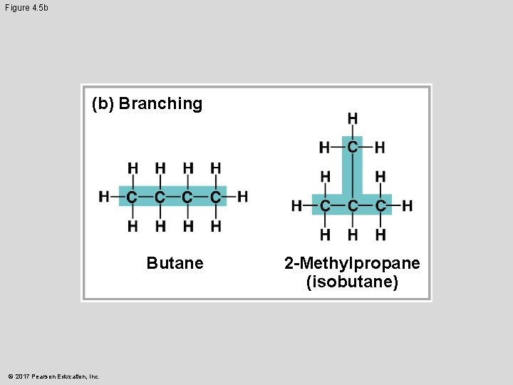 Figure 4. 5 b (b) Branching Butane © 2017 Pearson Education, Inc. 2 -Methylpropane