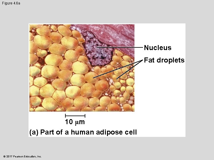 Figure 4. 6 a Nucleus Fat droplets 10 µm (a) Part of a human