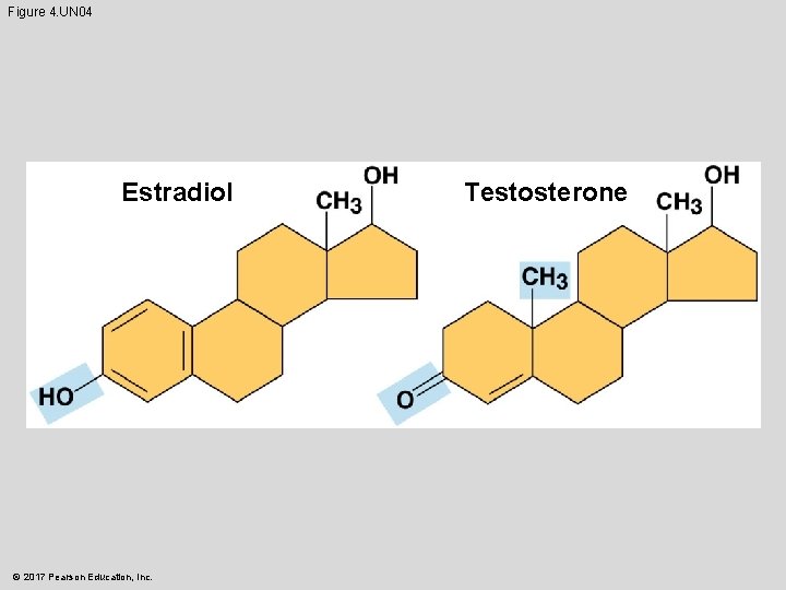 Figure 4. UN 04 Estradiol © 2017 Pearson Education, Inc. Testosterone 