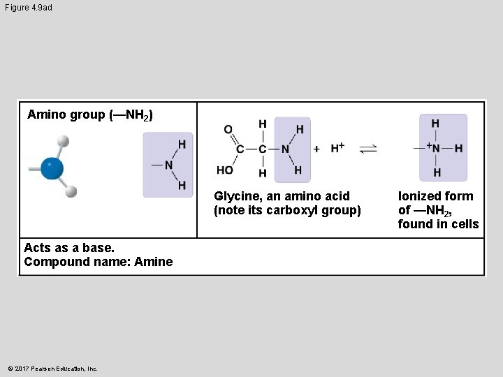 Figure 4. 9 ad Amino group (—NH 2) Glycine, an amino acid (note its