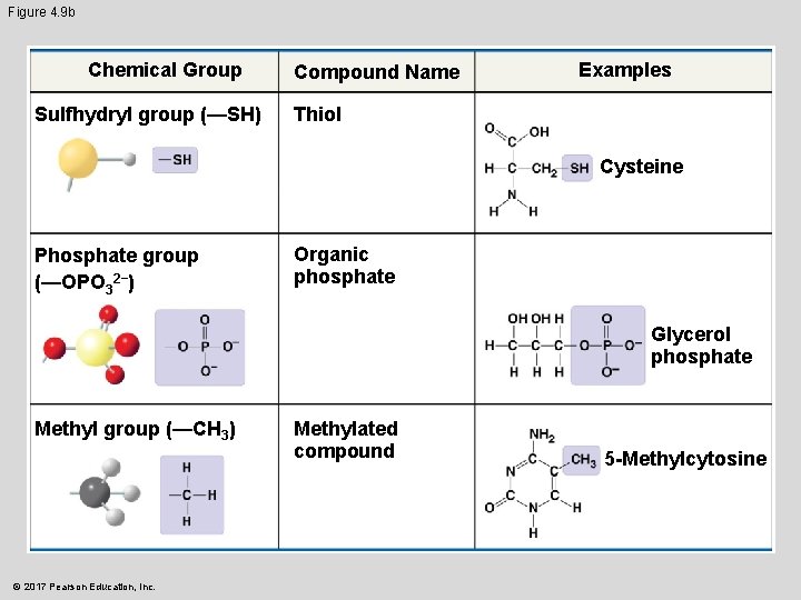 Figure 4. 9 b Chemical Group Sulfhydryl group (—SH) Compound Name Examples Thiol Cysteine