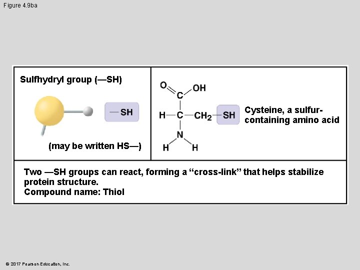 Figure 4. 9 ba Sulfhydryl group (—SH) Cysteine, a sulfurcontaining amino acid (may be