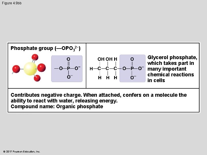 Figure 4. 9 bb Phosphate group (—OPO 32−) Glycerol phosphate, which takes part in