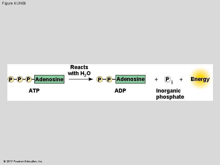 Figure 4. UN 06 P P P Adenosine ATP © 2017 Pearson Education, Inc.