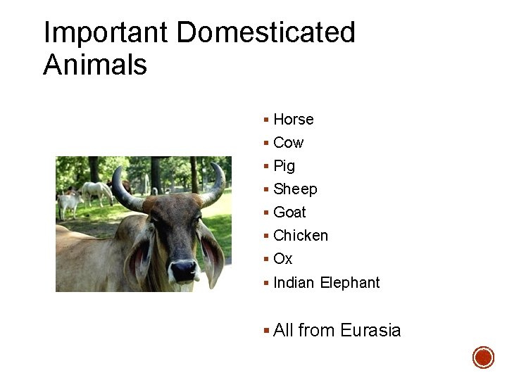 Important Domesticated Animals § Horse § Cow § Pig § Sheep § Goat §