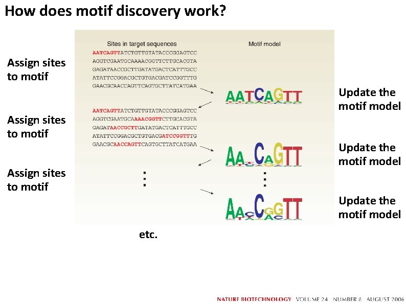 How does motif discovery work? Assign sites to motif Update the motif model etc.