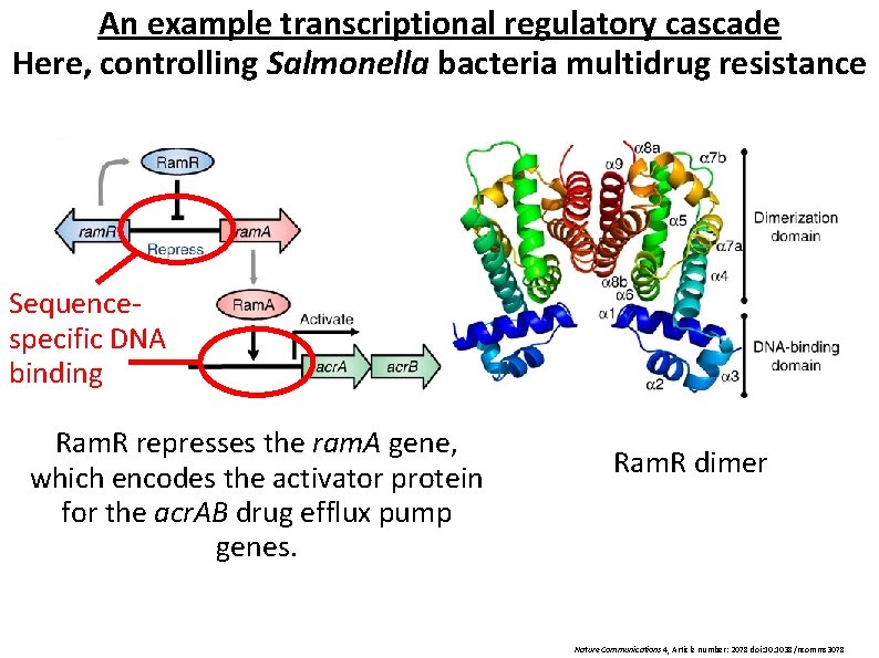 An example transcriptional regulatory cascade Here, controlling Salmonella bacteria multidrug resistance Sequencespecific DNA binding