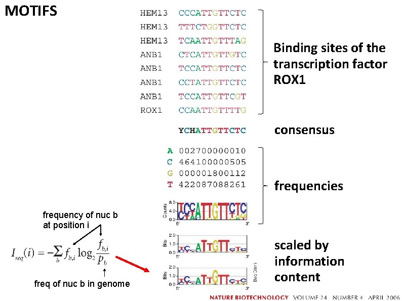 MOTIFS Binding sites of the transcription factor ROX 1 consensus frequencies frequency of nuc